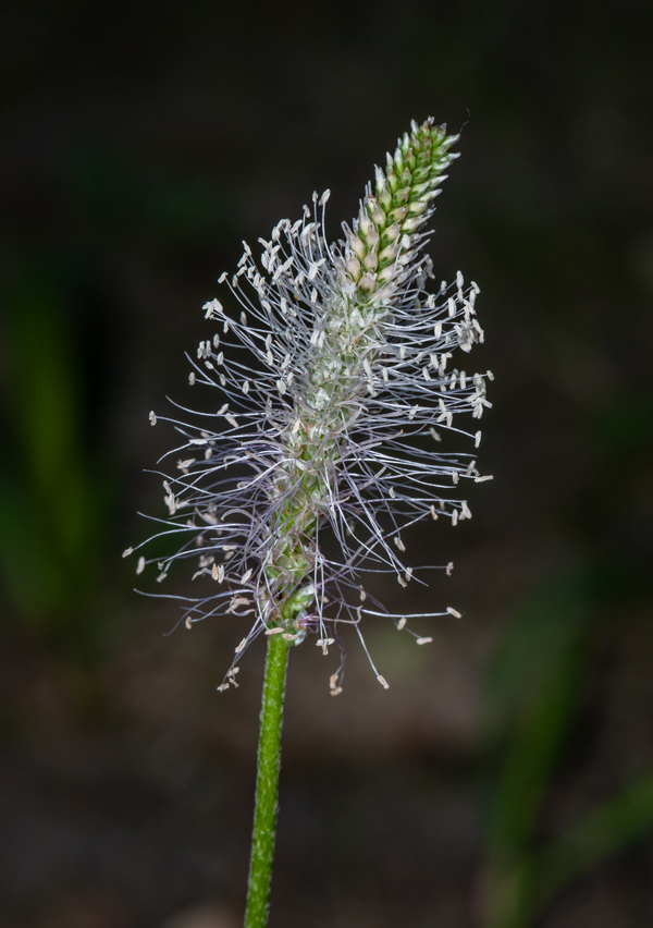 Plantain