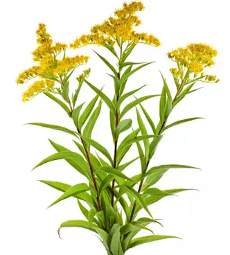 Verga d’oro, verga aurea, erba dell'ebreo